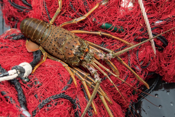 Shima Peninsula’s Ise-Ebi (Japanese Spiny Lobster) and the Future