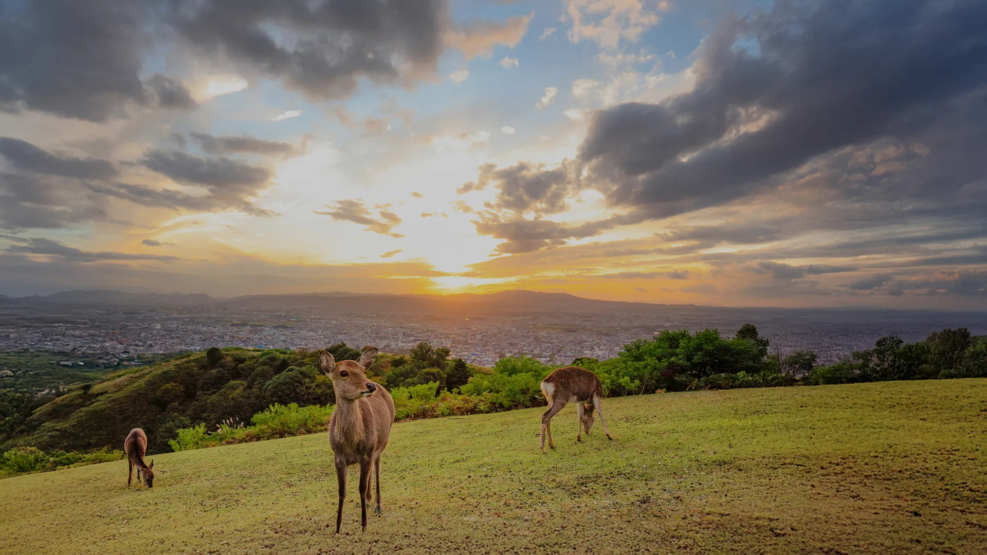 夕焼け空の下、奈良の若草山の丘に佇む鹿と、眼下に広がる奈良市街の遠景。