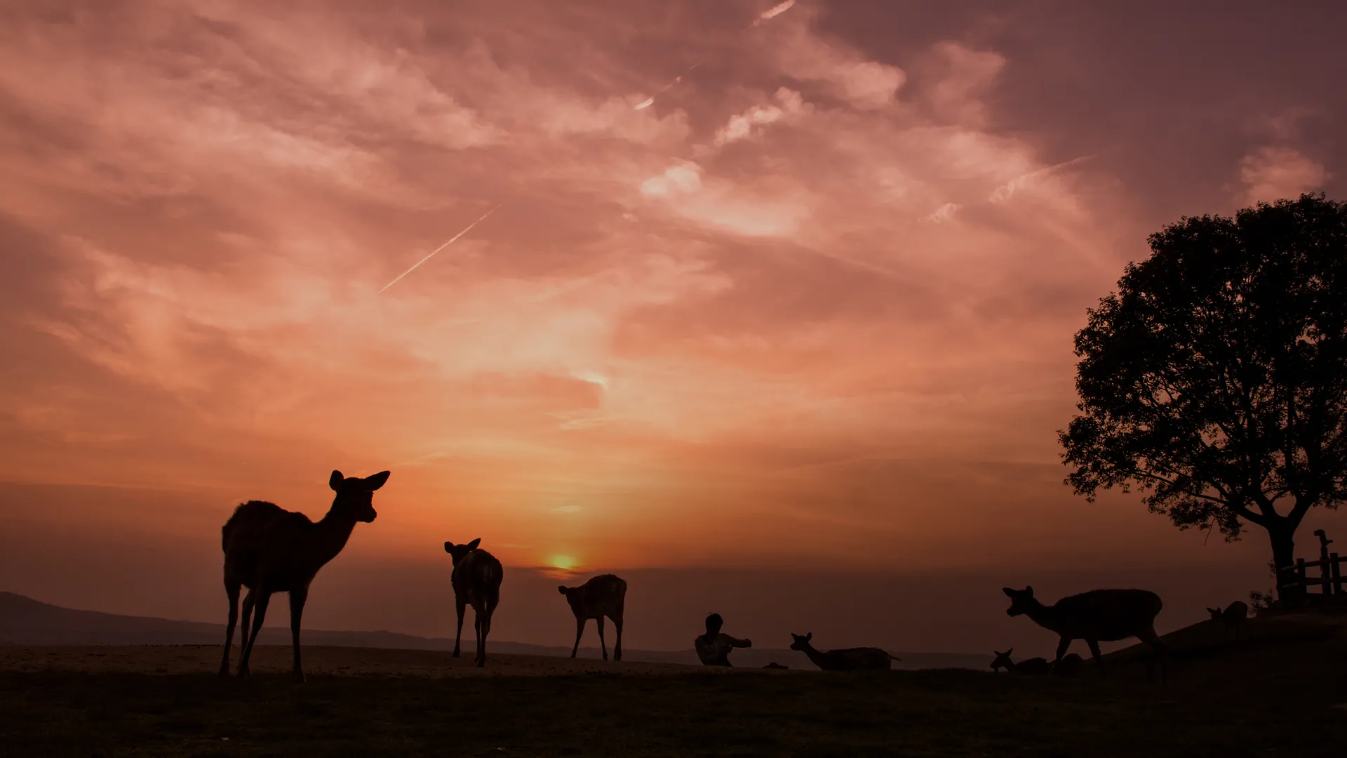 茜色に染まる夕焼け空を背景に、丘の上にたたずむ奈良の鹿たちのシルエット。