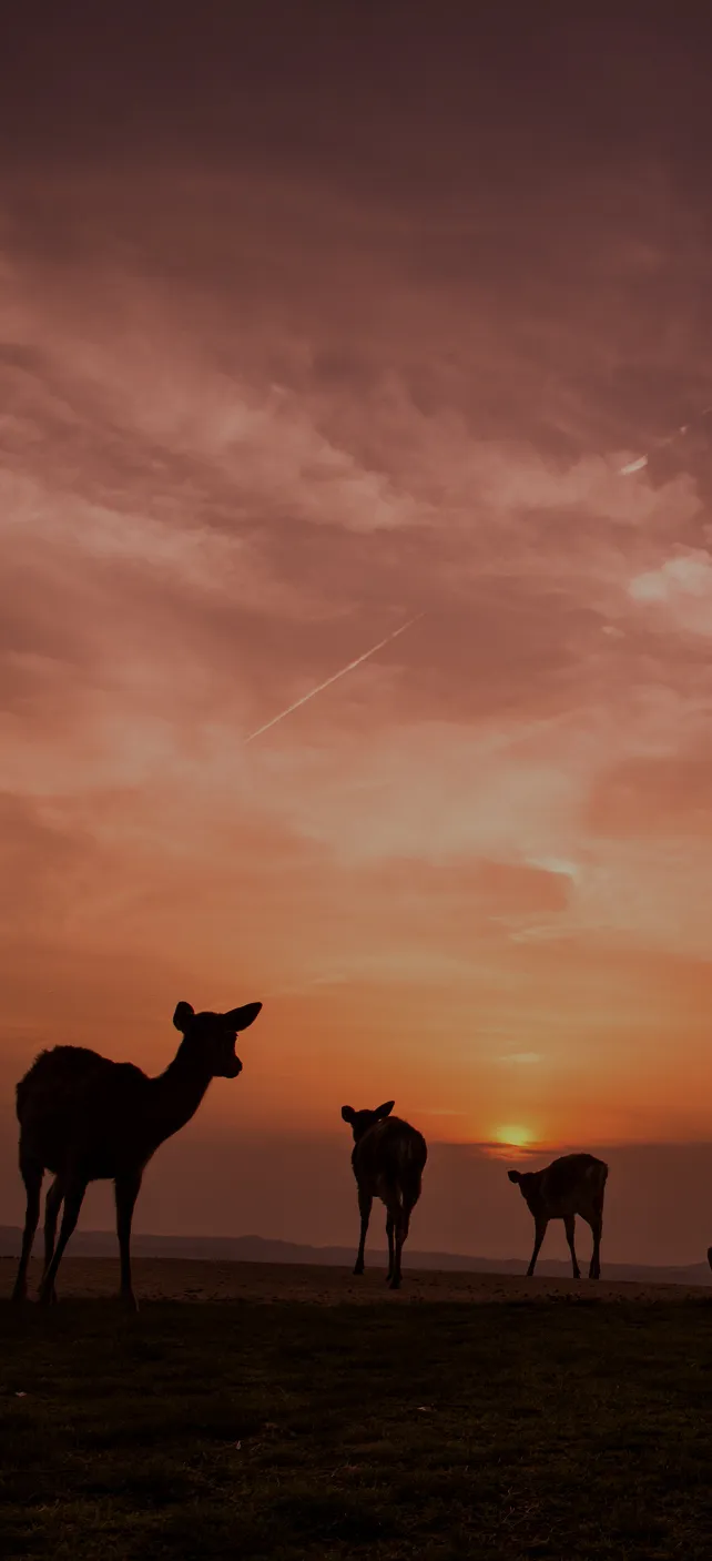 茜色に染まる夕焼け空を背景に、丘の上にたたずむ奈良の鹿たちのシルエット。