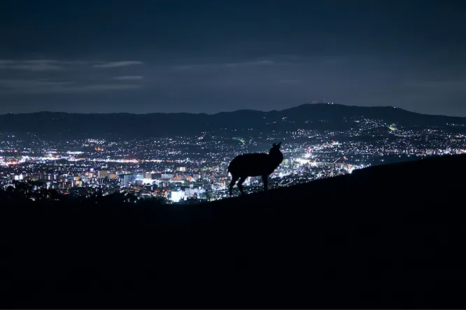 夜景を背景に、丘の上に立つ1頭の鹿。