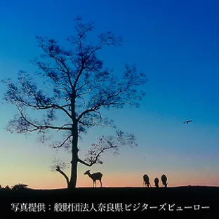 太陽が沈む夕焼け空を背景に、丘の上に立つ鹿のシルエット。