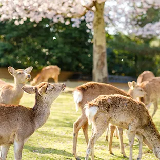 満開の桜並木の下、奈良公園にいる鹿。静かで美しい春の情景が広がっている。