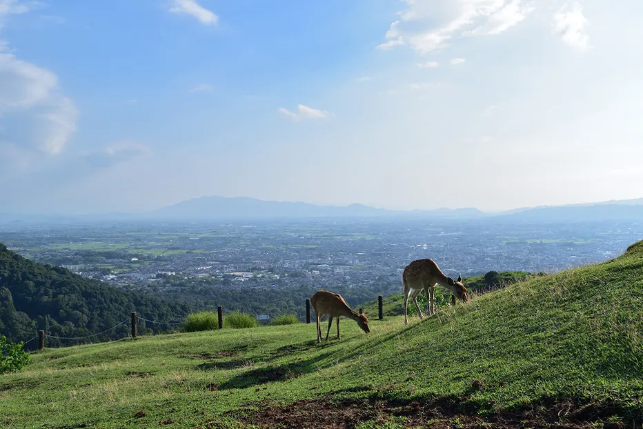 奈良の街並みを一望できる若草山からの景色。青い空に白い雲が広がる。
