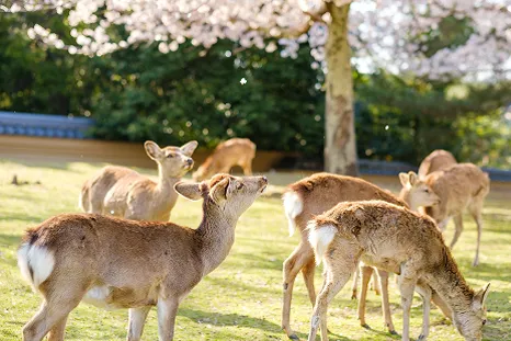 満開の桜並木の下、奈良公園にいる鹿。静かで美しい春の情景が広がっている。