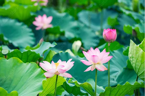 奈良公園の浮見堂の池に咲く蓮（はす）の花。緑の大きな葉が茂る水面に、淡いピンク色の花がいくつか咲いている。