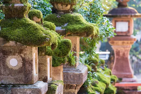緑色の苔の生えた石灯篭が複数並んでいる様子。