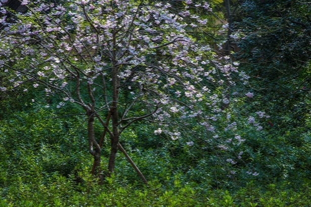 春の風景