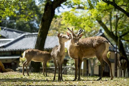 奈良公園