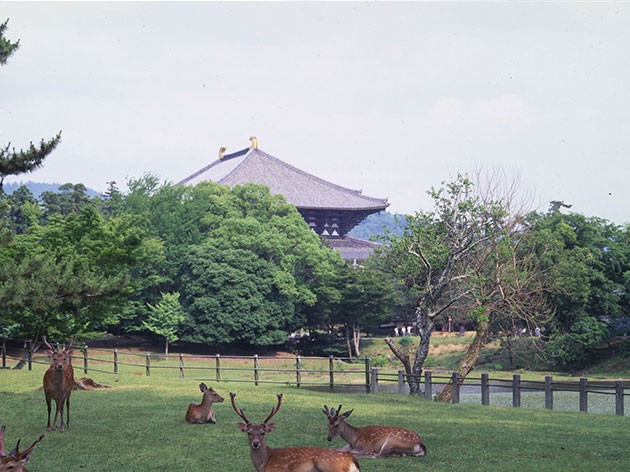 奈良公園