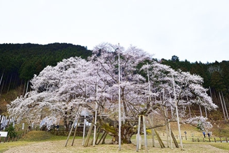 国の天然記念物 根尾淡墨桜