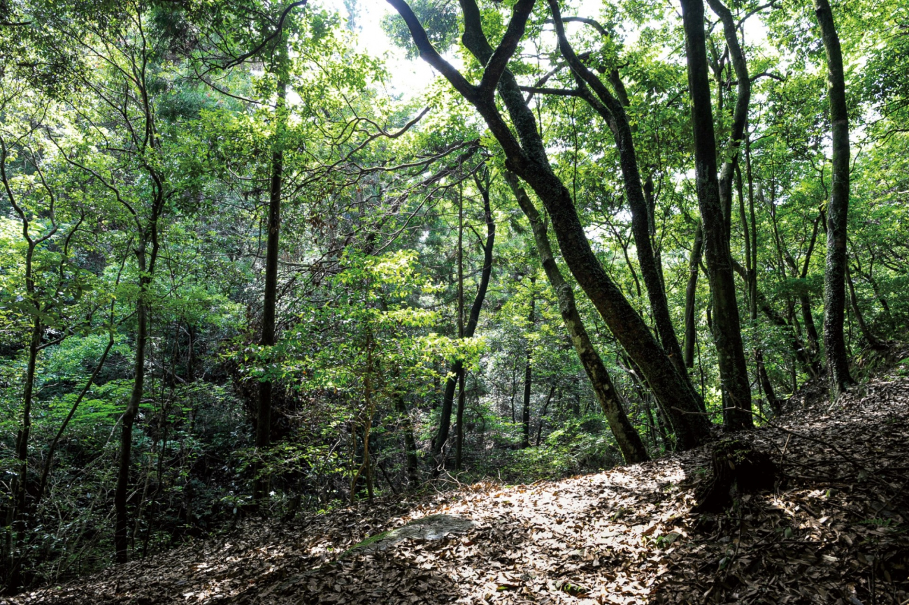 伊勢志摩の山