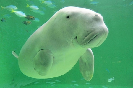 鳥羽水族館