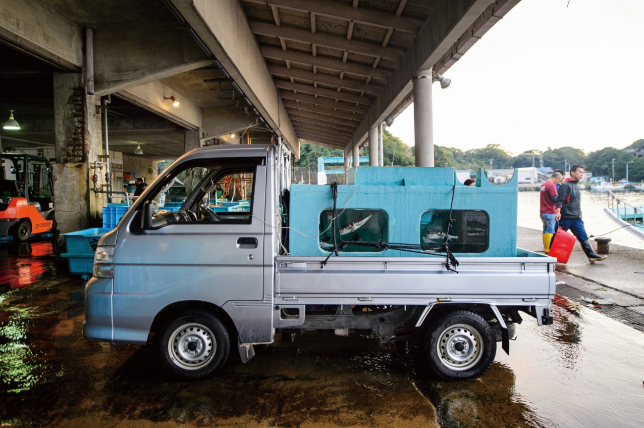 生きたまま出荷されるあのりふぐ