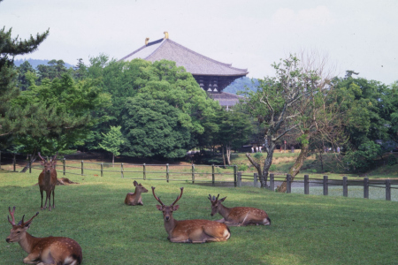 奈良公園