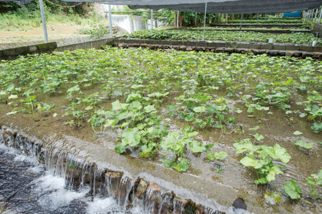 畳石式ワサビ田