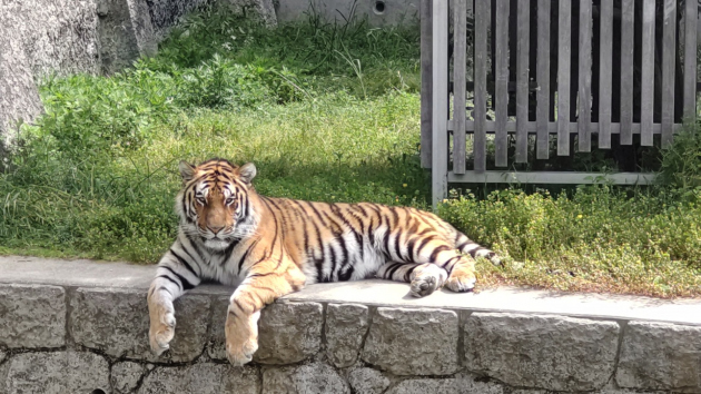 天王寺公園（てんしば・動物園・ 美術館）