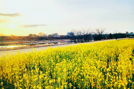 菜の花