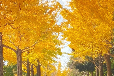 小田南公園イチョウ並木