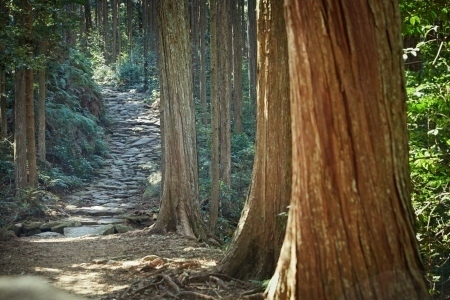 画像：熊野古道 伊勢路