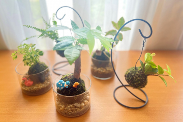 苔玉づくり