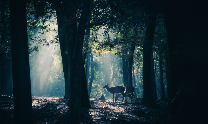 写真：大きな木々が立ち並ぶ森の中。上から光が入り、鹿2匹が明るく照らされている