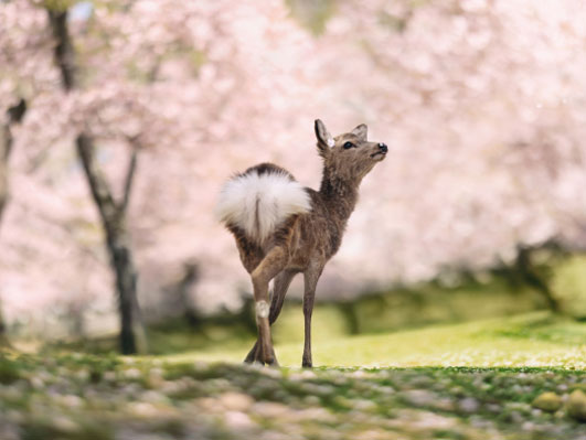 写真：満開の桜と奈良の鹿