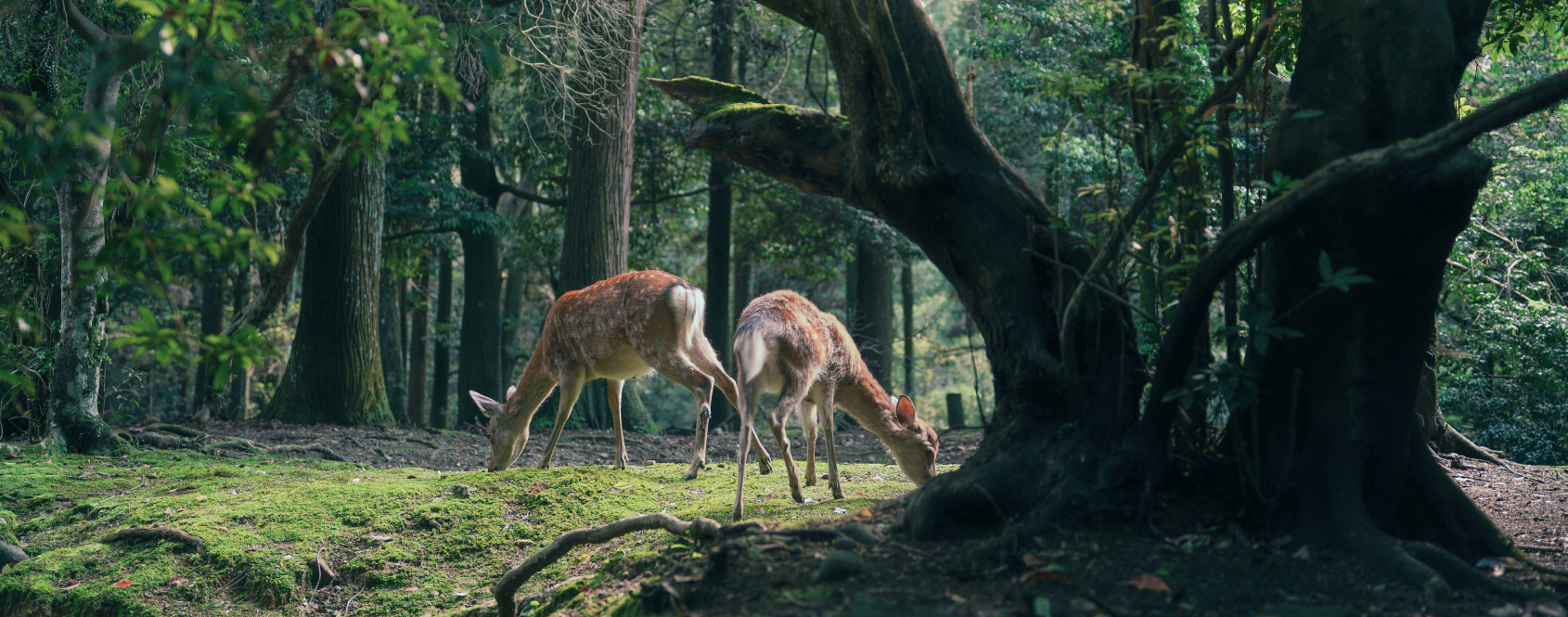 写真：緑が生い茂る森の中で、地面に生えている草を食べる鹿2匹。